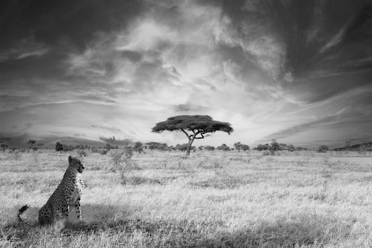 Savanna Cheetah with Acacia Tree