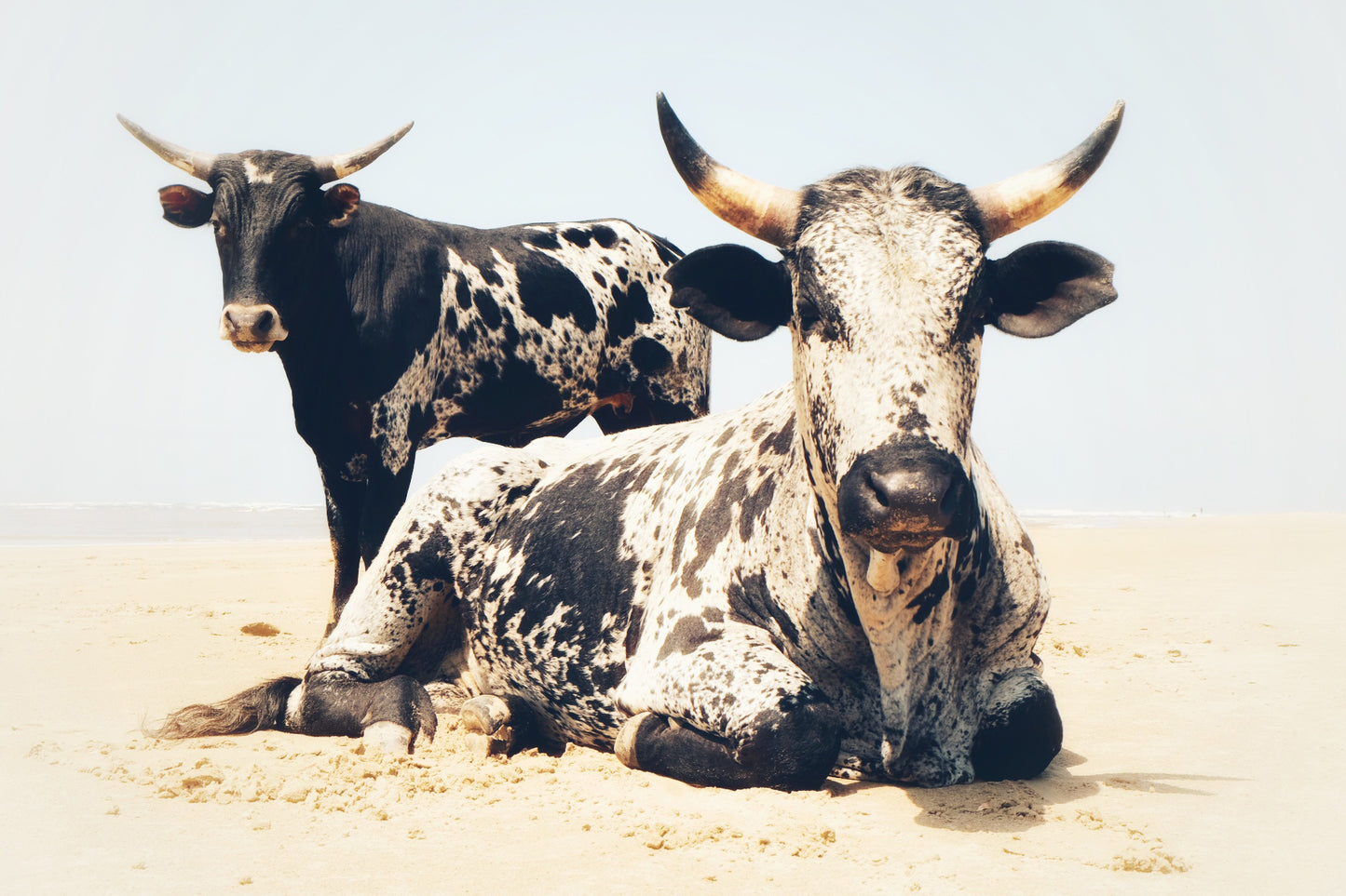 African Nguni Bulls in the Desert