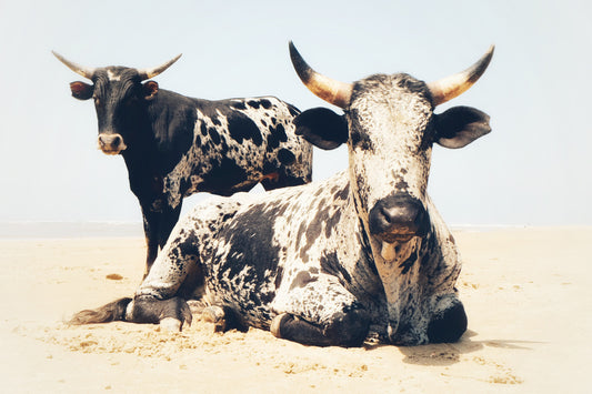 African Nguni Bulls in the Desert