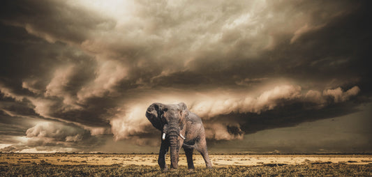 African Elephant under Dark African Sky