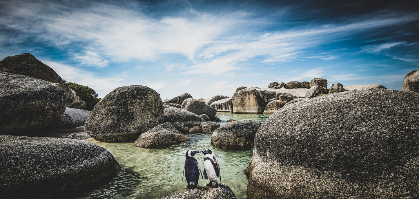 African Penguins at Boulders Beach