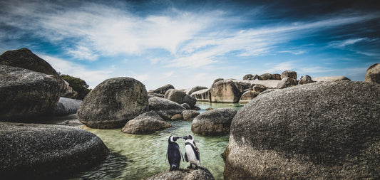 African Penguins at Boulders Beach